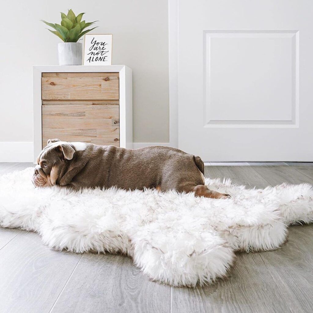 Dog laying on Luxurious Fur Bed in a living room 