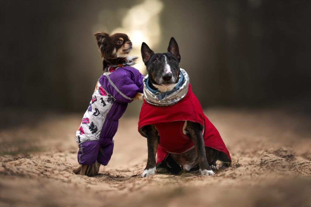 beautiful dogs in warm clothes posing together outdoors in autumn