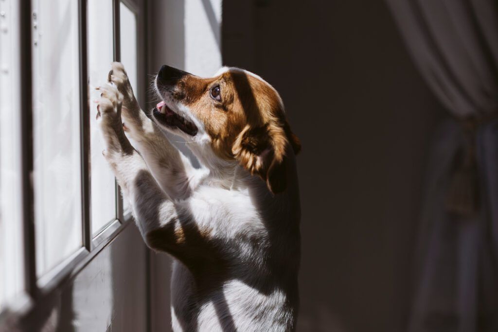 cute small dog standing on two legs and looking away by the window