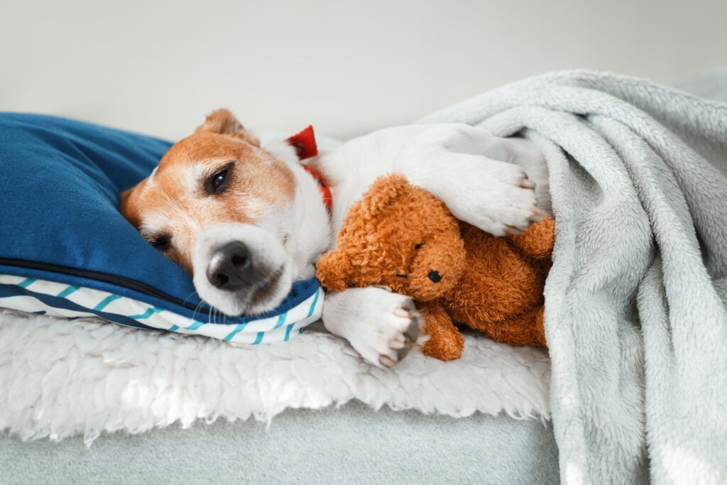 Terrier demonstrating good Sleep habits routine for dogs by  sleeping in bed with a stuffed animal 