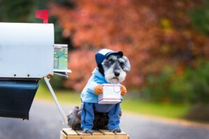 cute dog disguised as a mailman