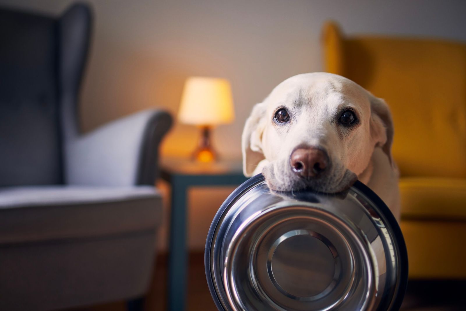 Labrador with Dog Bowl