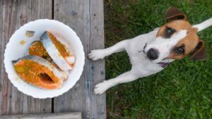 Top view of a jack russell terrier dog next to a plate of raw red fish steaks marinated in spices outdoors.