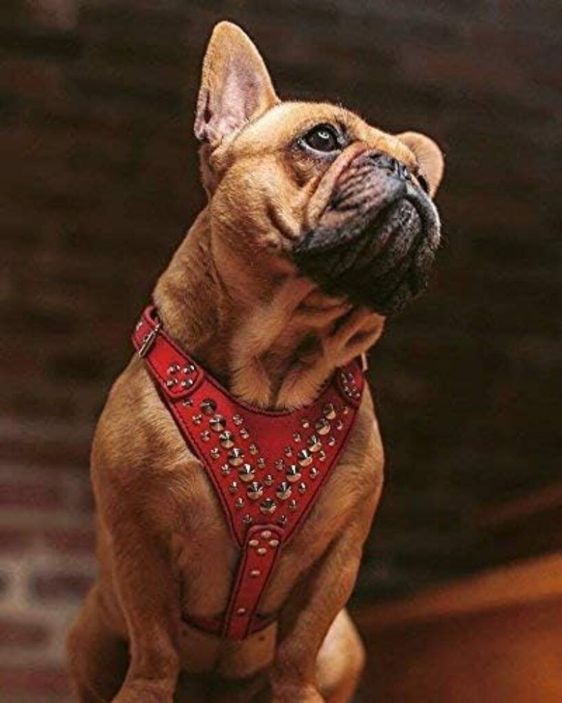 Studded Leather Dog Harness worn by French Bulldog