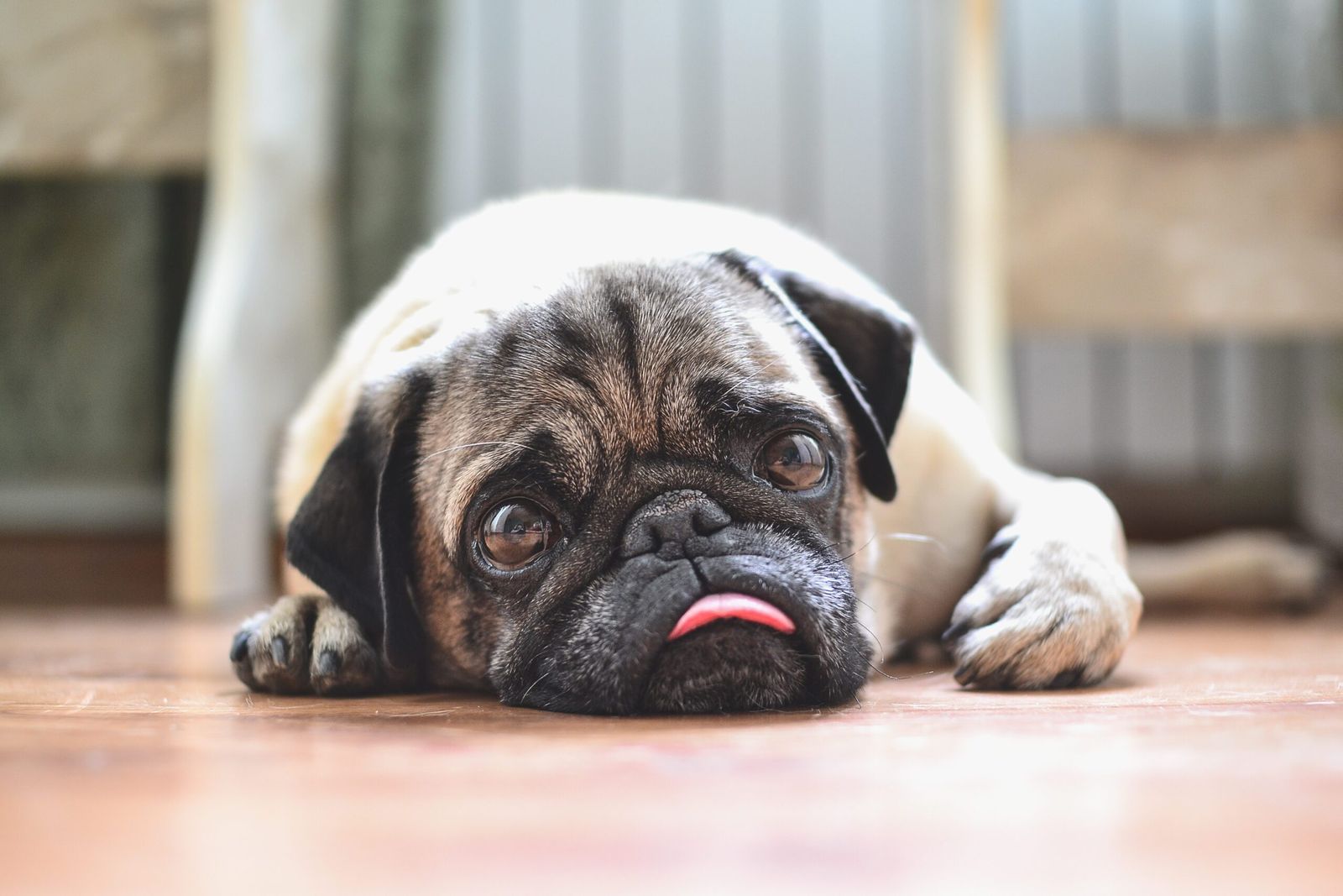 A cute Pug dog displaying dog depression and distressed dog behavior.