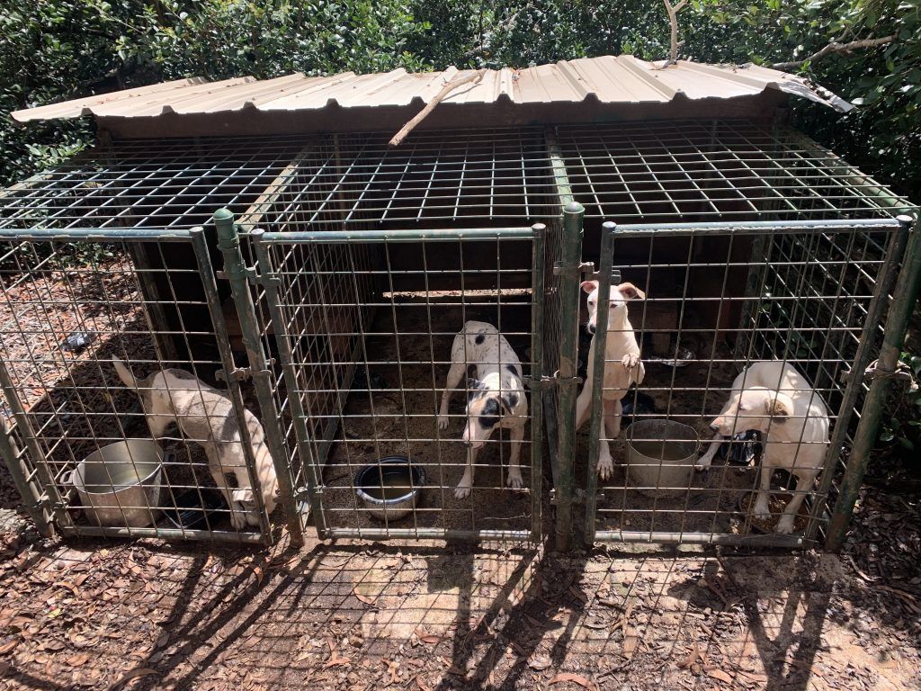 Several dogs in cages in a breeder's kennel