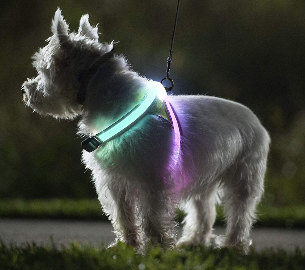 Puppy demonstrating Dog Sleep Tips by getting ready for a night walk with a lit collar