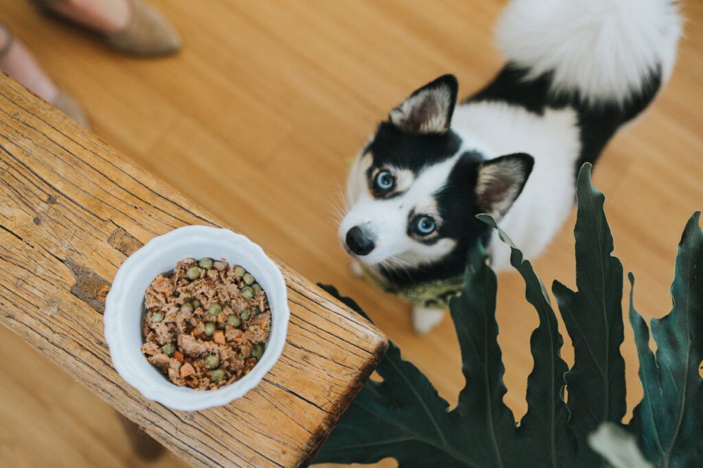 Puppy demonstrating Dog Sleep Tips by practicing good eating habits