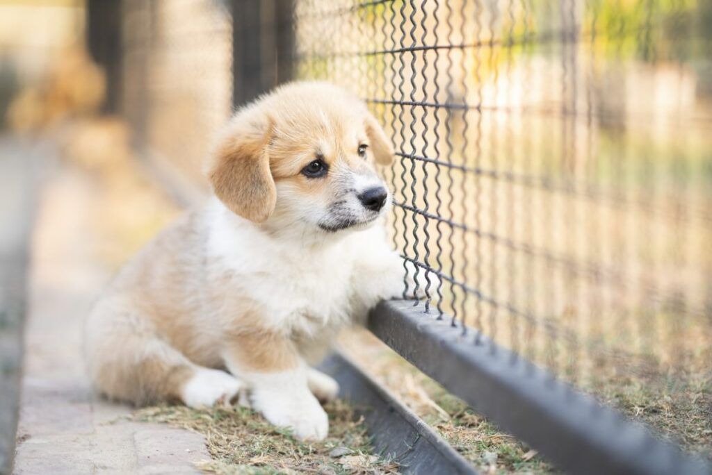 Cute puppy in a breeder's kennel