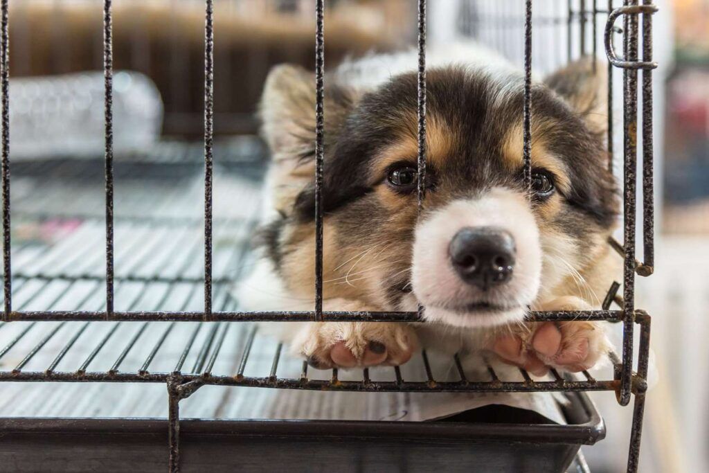 Cute puppy in a breeder's kennel