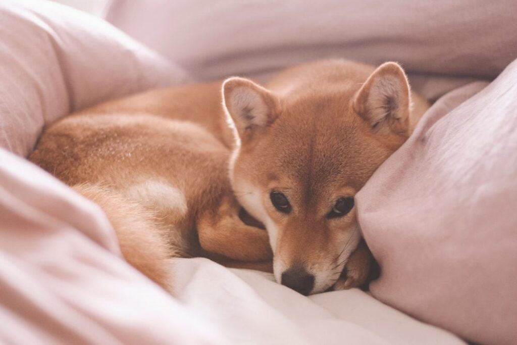 Puppy demonstrating Dog Sleep Tips by resting in a calm environment 