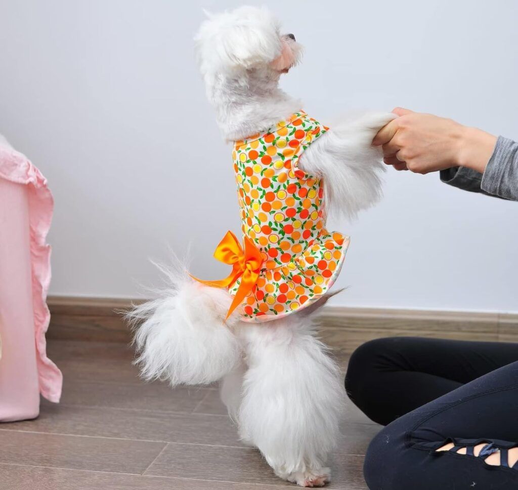 Trendy Dog Dress, comfortable cotton fabric, durable and stylish orange and lemon print