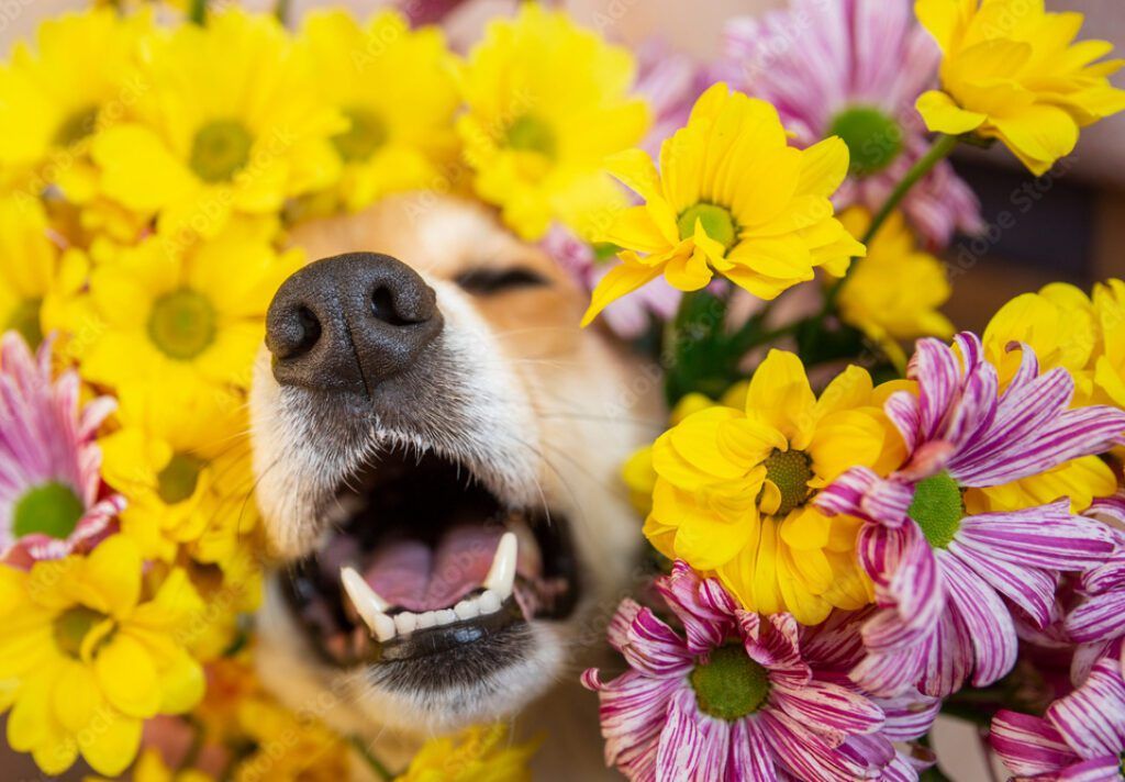 Dog in a bed of flowers