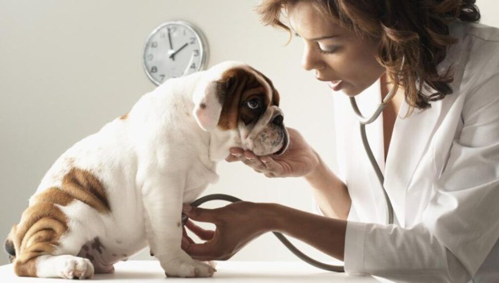 Bull Dog getting checked at veterinarian 