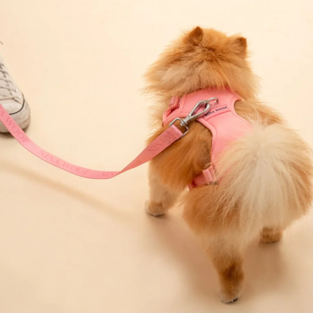 Dog with pink harness and leash set