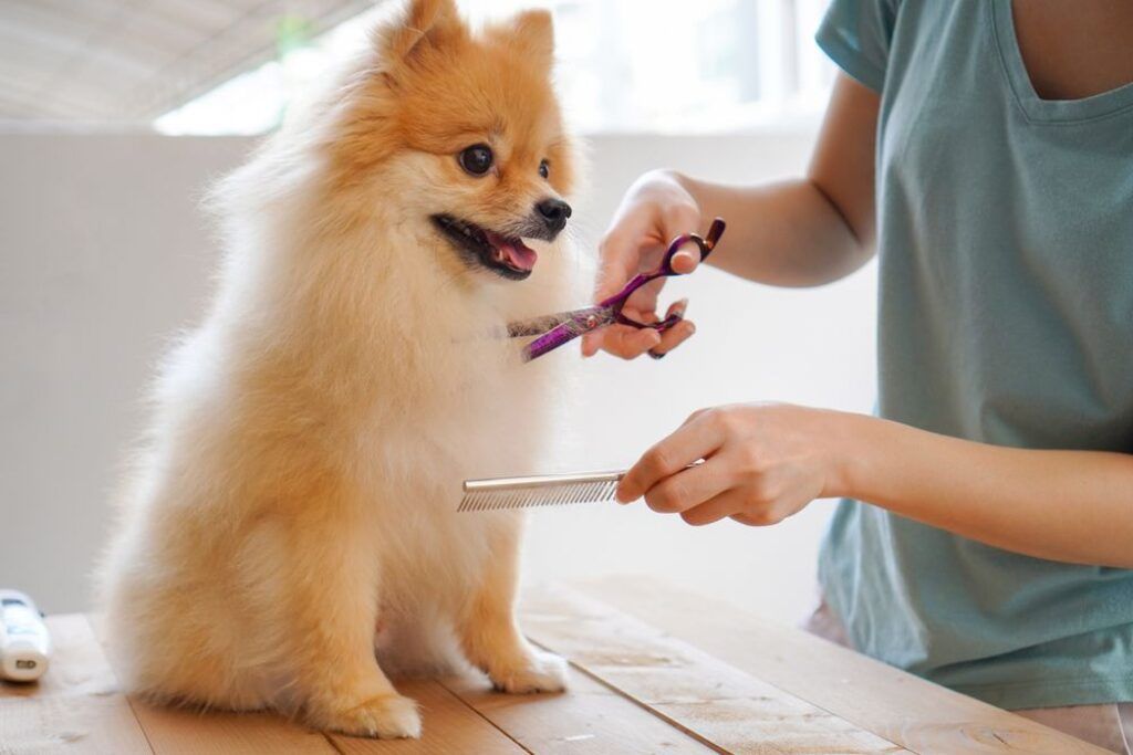 Dog being groomed 