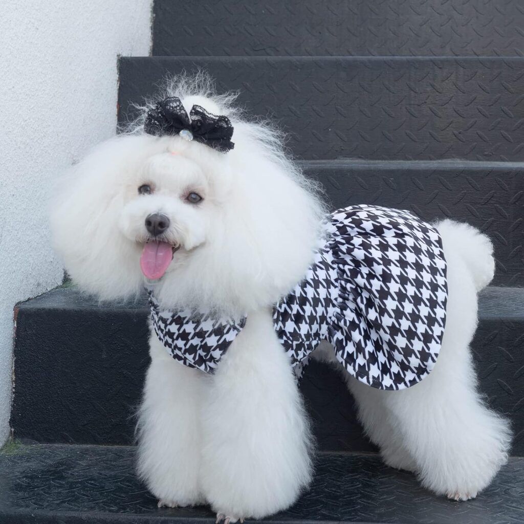 Houndstooth Dog Dress Dog Party Dress Velvet Puppy Skirt