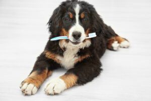 Cute funny dog with toothbrush lying on floor at home. Concept of animal teeth cleaning