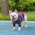 Luxury Dog Hoodie | Winter Dog Jacket | Warm Pet Dog Coat